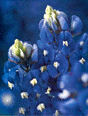 bluebonnet