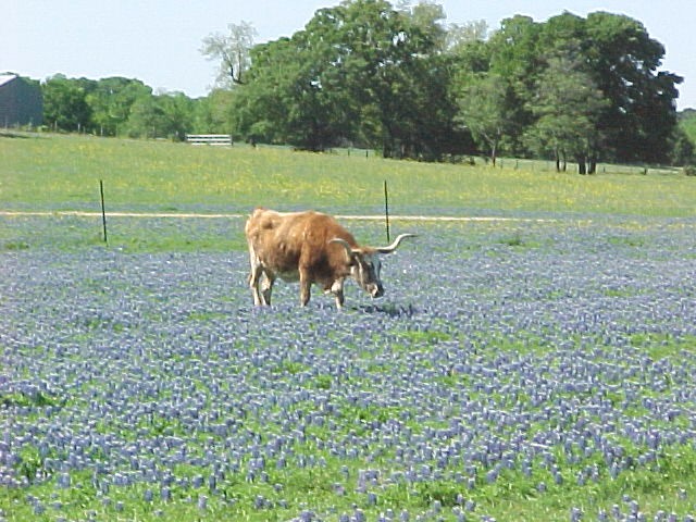 longhorns-1